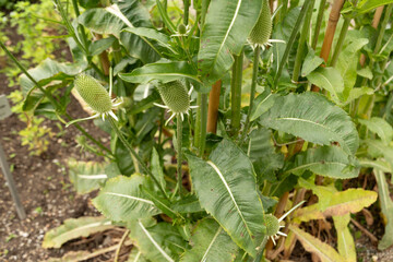 Dipsacus Sativus plant in Saint Gallen in Switzerland