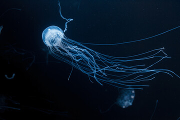 underwater photos of atlantic sea nettle jellyfish chrysaora quinquecirrha © Minakryn Ruslan 