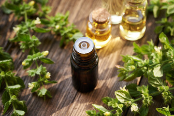 A dark bottle of aromatherapy essential oil with fresh blooming melissa plant on a table in sunlight