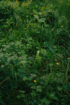 Teddy Bear on Lush Green Field