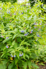 Prickly comfrey or Symphytum Asperum plant in Saint Gallen in Switzerland