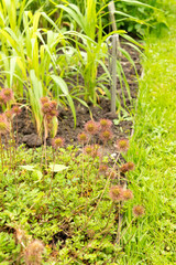 Obraz premium Acaena Fissistipula plant in Saint Gallen in Switzerland