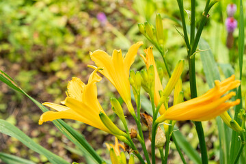 Hemerocallis Dumortieri plant in Saint Gallen in Switzerland