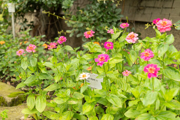 Zinnia Elegans plant in Saint Gallen in Switzerland