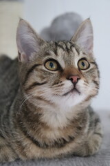 portrait of a cat