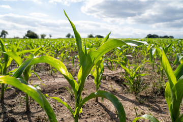 Corn plants in the farm field in summer 