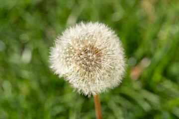 Dandelion in the grass in summer