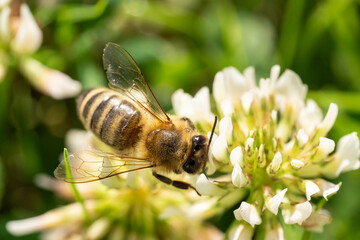 Bee pollinates grass blossom in the garden