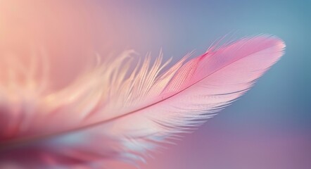 Obraz premium Pink And White Feather With Bokeh