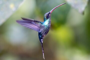 Flying Green Hermit, Phaethornis guy