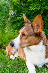 Fototapete bei efototapeten.de bestellen   