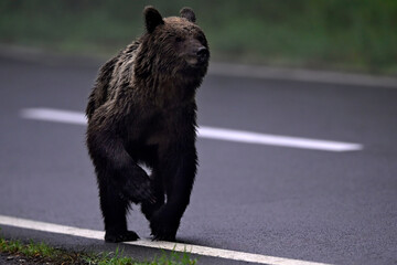 Europäischer Braunbär (Ursus arctos arctos) läuft entlang einer Asphaltstraße - Karpaten, Rumänien // European Brown bear walking along an asphalt road - Carpathians, Romania © bennytrapp