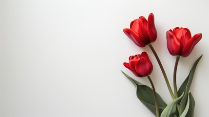 Obraz premium Three red tulips on white background with space for text viewed from above