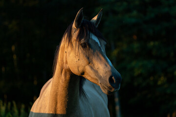 Klacz na wybiegu o zachodzie słońca © Marcin