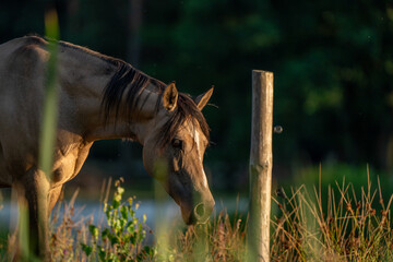 Klacz na pastwisku © Marcin