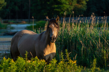 Koń na wybiegu © Marcin