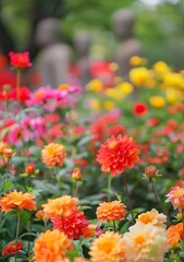 Colorful Dahlias Blooming in a Garden