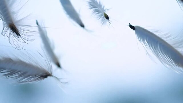 Soft White Feathers Floating Gently in Blue Sky - light, delicate, airy, peaceful, nature, tranquil, flying, serene, softness,
