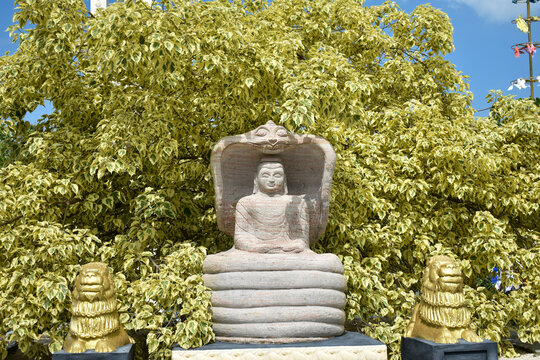 White Bodhi Tree with Statue of Lord Buddha at Nagadeepa Purana Vihara (Nagadeepa Rajamaha Viharaya), Nainativu (Nagadeepaya), Jaffna, Sri Lanka.