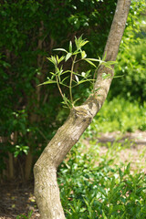 Plant vitality stands out in the foreground with vivid shades of green, perfect for environmental and ecological themes