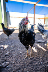 chickens in their run