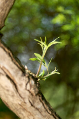 A tree branch displaying vibrant green leaves symbolizing new beginnings and natural growth, perfect for concepts related to life and nature.