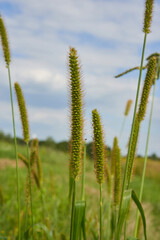 plant Setaria pumila, Setaria pumila swaying gracefully in the breeze