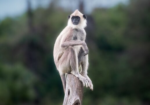 Northern plains gray langur monkey (Semnopithecus entellus) sitting on a tree branch in the forest - Powered by Adobe