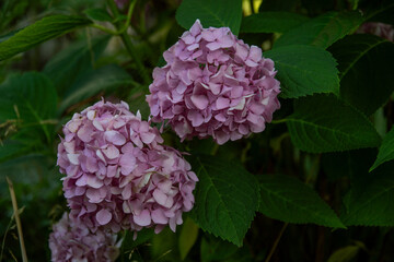 soft pink purple hydrangea blooms