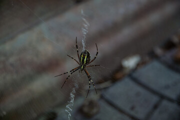 spider on a web