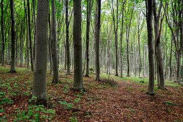 Obraz premium Magical beech forest. Summer or autumn. Selective focus