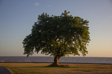 Solitary Ombu Tree at Sunset, Piriapolis, Uruguay