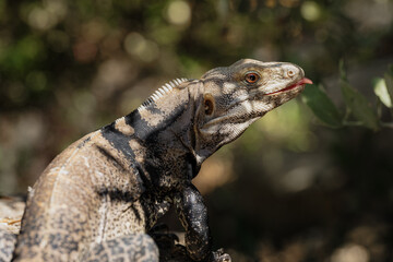 Desert Iguana