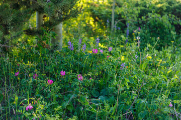 Wildflower season in the Alpine country of Colorado