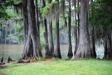 Cypress stumps at the bayou in Caddo Lake Texas