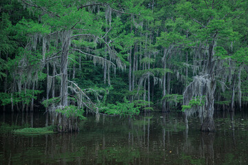 Obraz premium Caddo Lake in Texas during the summer