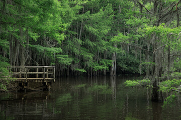 Fototapeta premium Fishing pier in Caddo Lake State Park area of Texas