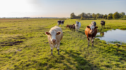 Kuh, bunte Kuh, grüne Wiese, ländliche Szene, Landwirtschaft, Vieh, Weide, Natur, Tier,...