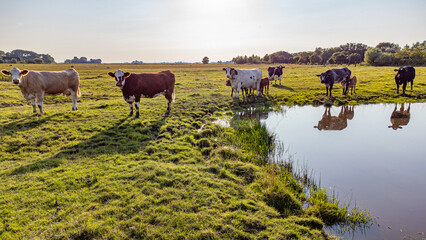 Kuh, bunte Kuh, grüne Wiese, ländliche Szene, Landwirtschaft, Vieh, Weide, Natur, Tier,...