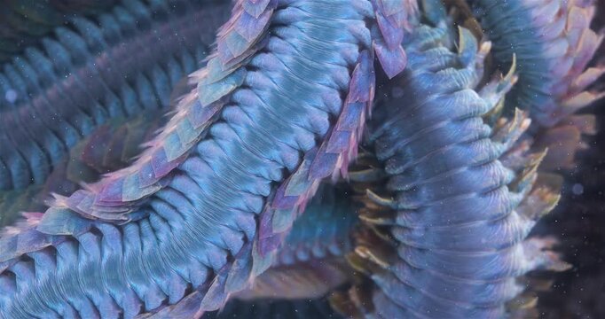 Worm Polychaeta Nereis virens (Alitta virens) from family Nereididae close-up. Many beautiful worms squirm. White Sea