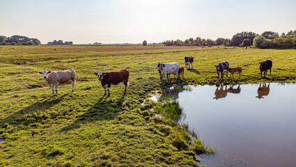 Kuh, bunte Kuh, grüne Wiese, ländliche Szene, Landwirtschaft, Vieh, Weide, Natur, Tier,...