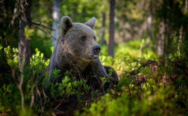 Fototapeta premium European brown bear (Ursus arctos) in summer