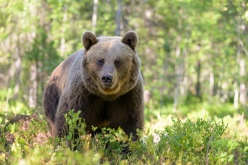 Fototapeta premium European brown bear (Ursus arctos) in summer