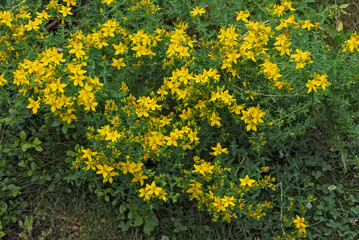 Blooming St. John's wort plant, hypericum perforatum