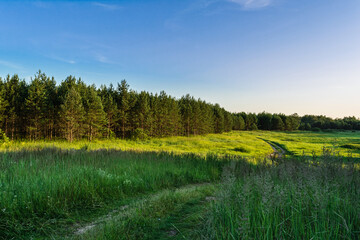 Fototapeta premium The winding road passes through a grassy field, part of which is in the shade, part of which is illuminated by the setting sun. Pine trees grow along the edge of the meadow. Evening summer landscape