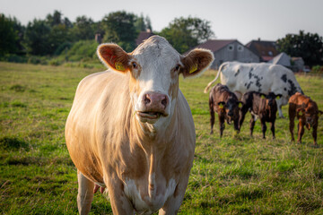Gefleckte Kuh auf einer grünen Wiese