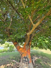 Painted Tree