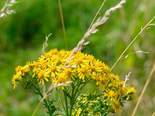 Wild Yellow flowers background summer image with copy space. Floral garden country scene. Ragwort Jacobaea,