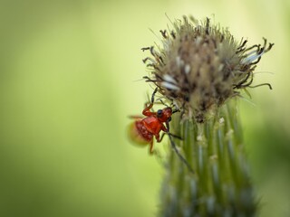 Common Red Soldier Beetle, beetles breeding mating. Eating nectar and pollen from thistle flowers. Summer macro insect photography. Male and female