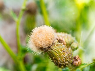 Thistle flowers. Purple thistles in bloom. Macro closeup Pink milk thistle plant with flower in bloom in summer morning
